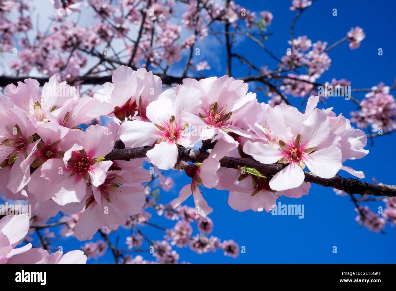 Almond flowers in full bloom against blue sky in the spring Stock Photo