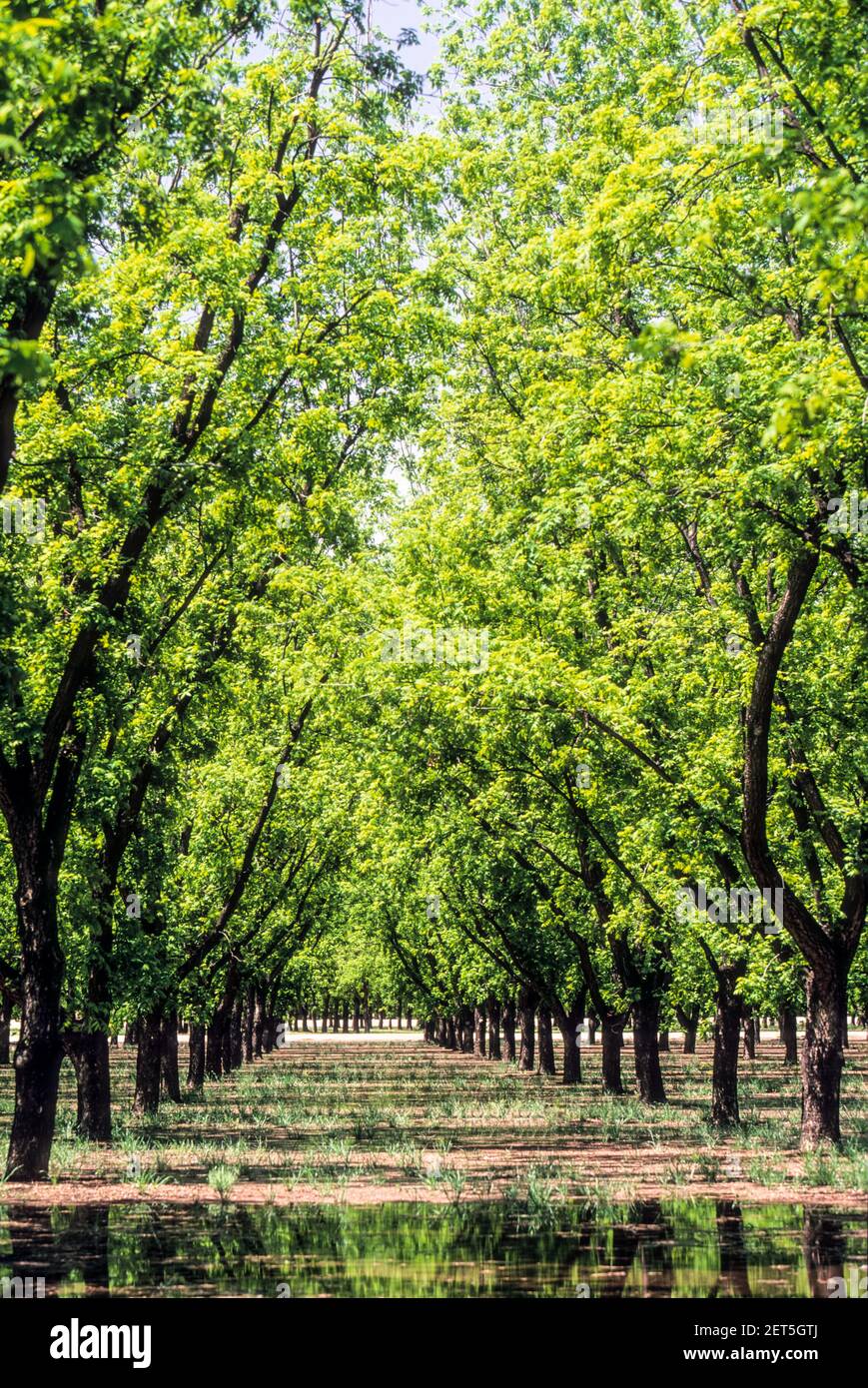 Nut Trees High Resolution Stock Photography and Images Alamy