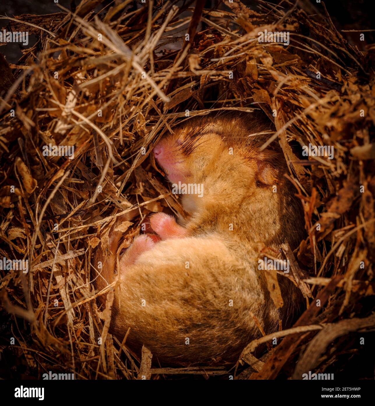 A hibernating dormouse on the first day of the meteorological spring, March 1st, viewed from above in its cosy nest of grass and straw. Jim Holden, UK Stock Photo