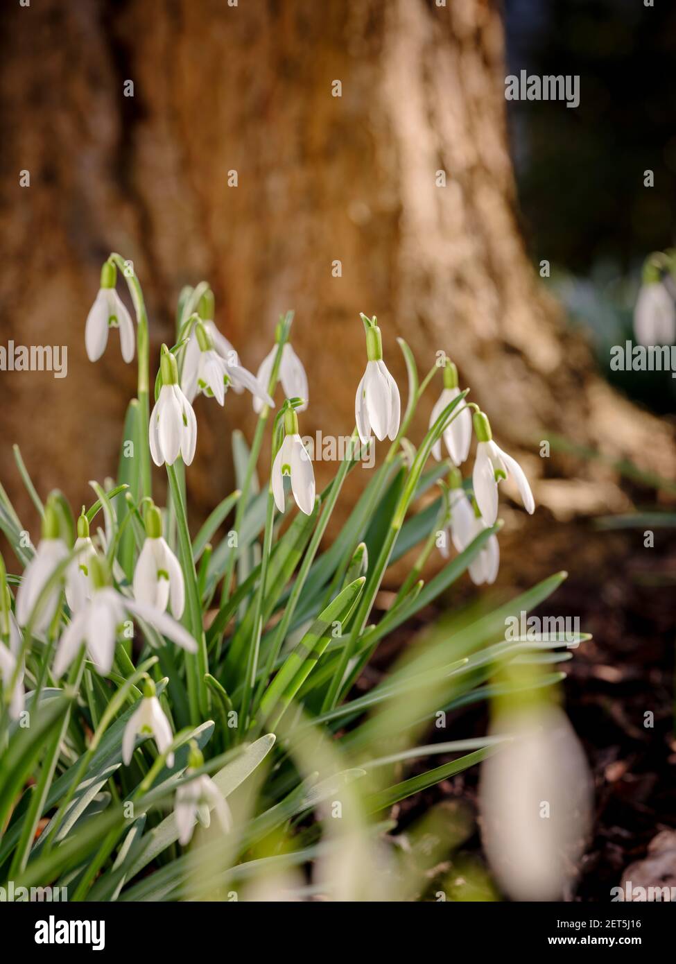 A mass of snowdrops in early spring viewed from a low angle and photographed on the first day of the meteorological spring, March 1st. Jim Holden, UK Stock Photo
