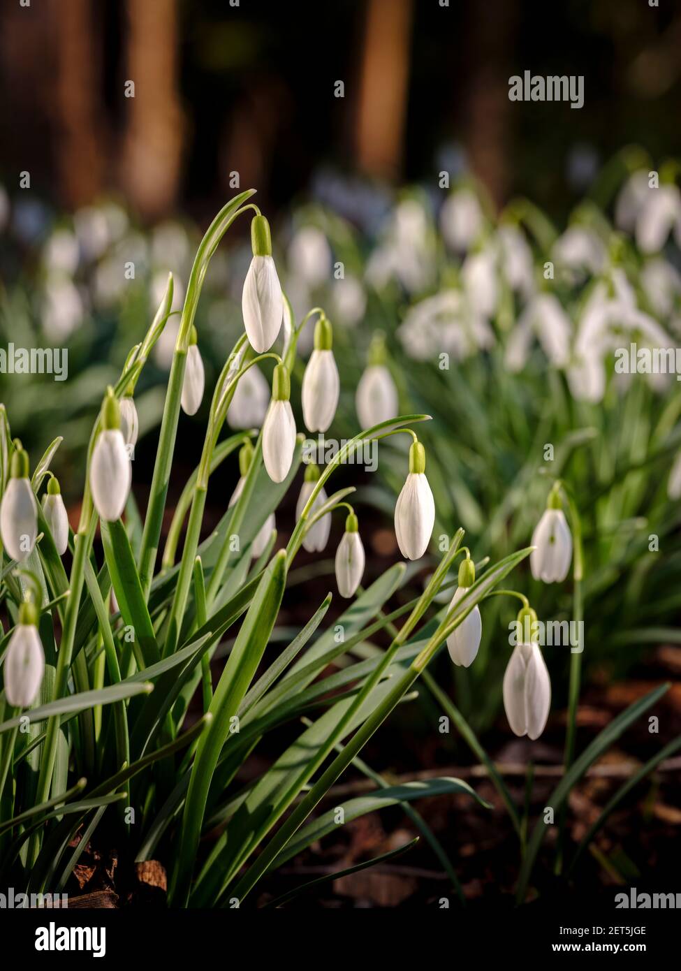 A mass of snowdrops in early spring viewed from a low angle and photographed on the first day of the meteorological spring, March 1st. Jim Holden, UK Stock Photo