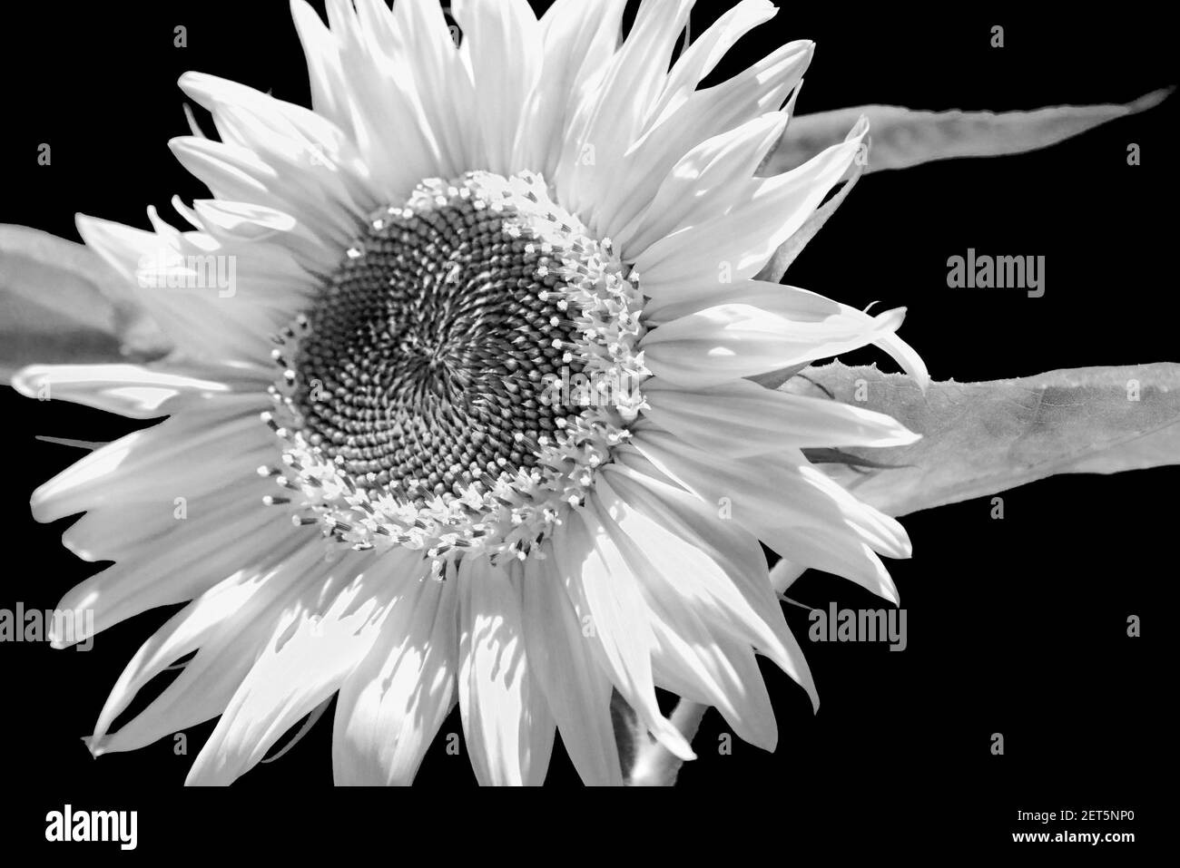 How to grow sunflowers Black and White Stock Photos & Images Alamy