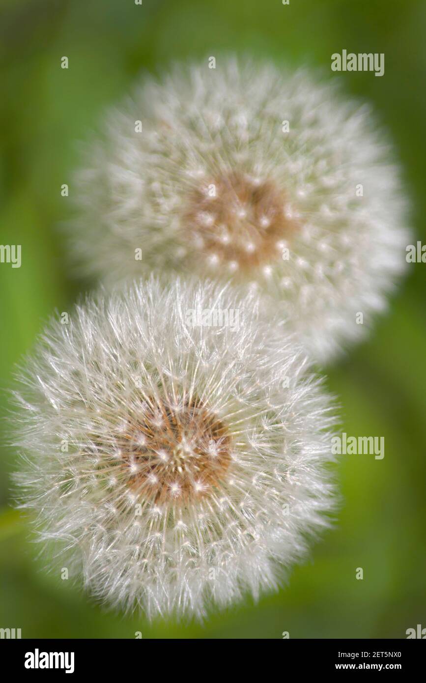 Dried Dandelion Flowers Close Up Stock Photo