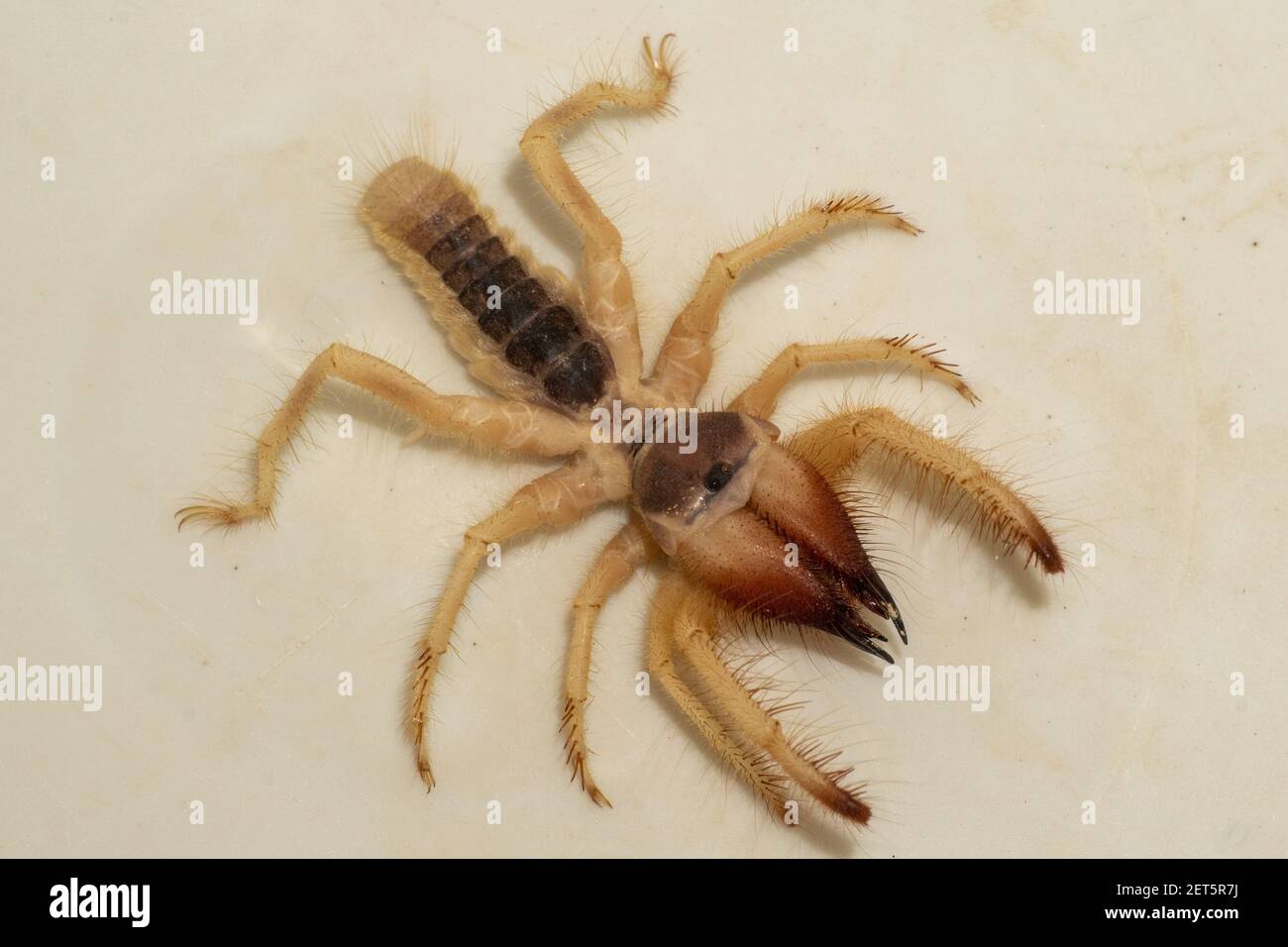 Egyptian giant solpugids (Galeodes Arabs), wind scorpion or camel spider macro shot close up in the united arab emirates in the middle east Stock Photo