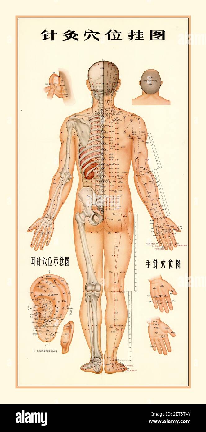 Pin by Bee on Yoga information  Muscle anatomy, Female back muscles, Muscle  diagram