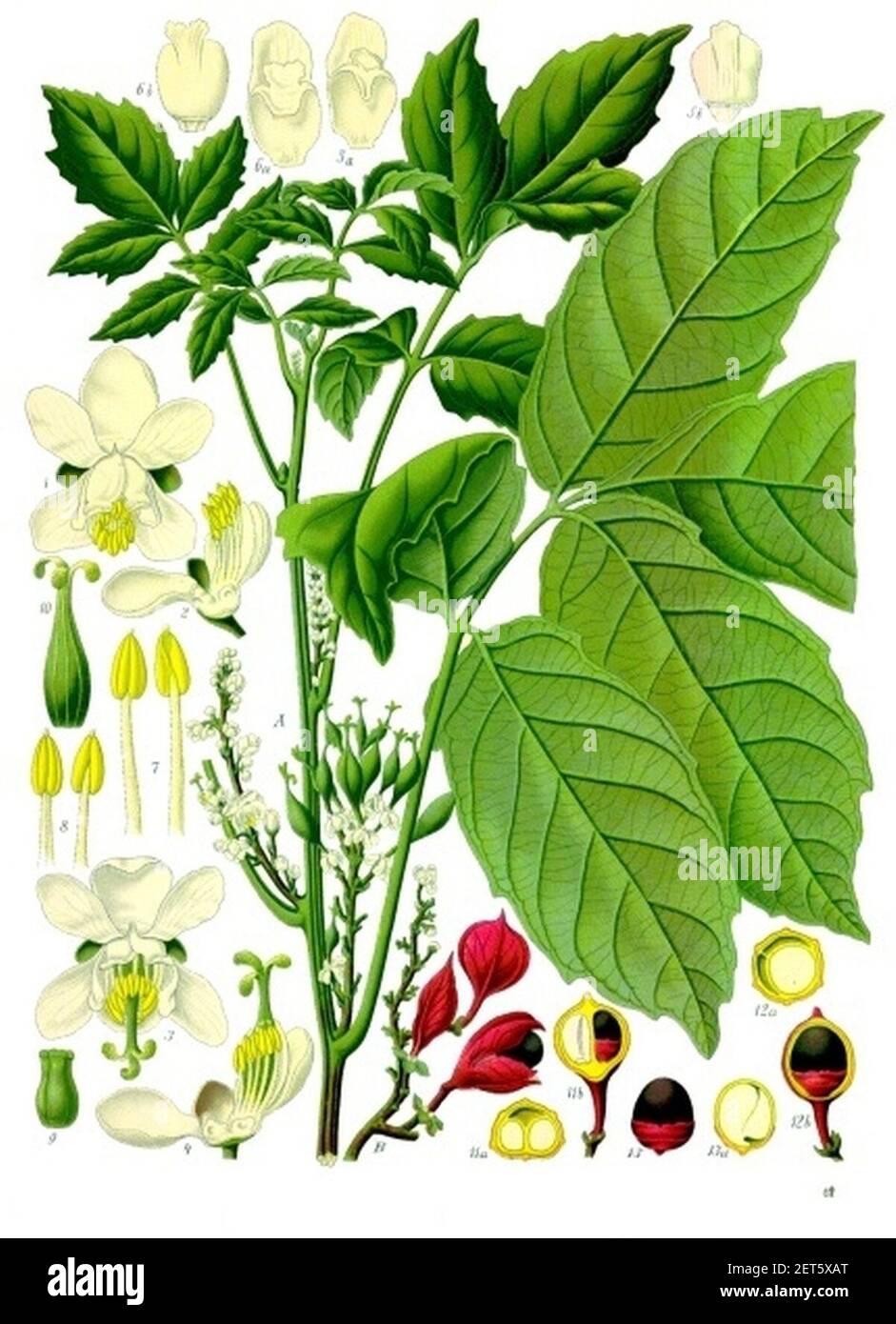 Paullinia cupana - Köhler–s Medizinal-Pflanzen-234. Stock Photo