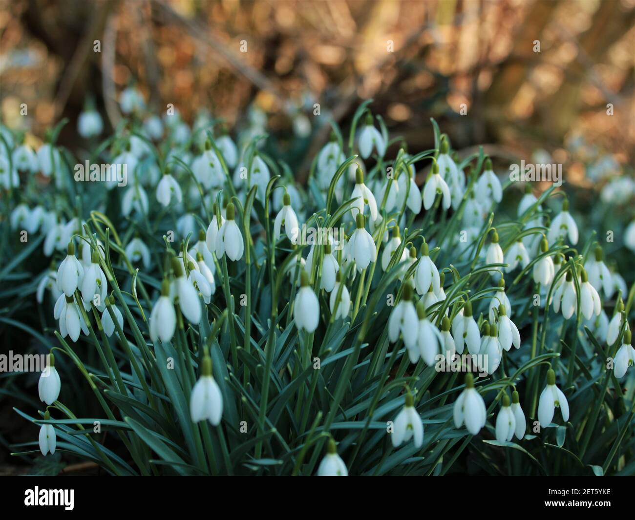 Snowdrops - Galanthus in the bed as a close up Stock Photo