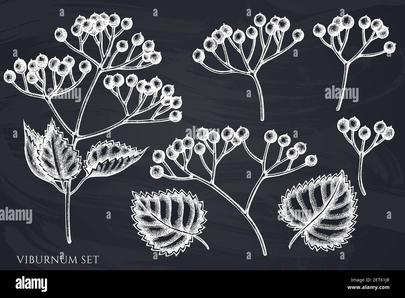 Vector set of hand drawn chalk viburnum Stock Vector Image & Art - Alamy