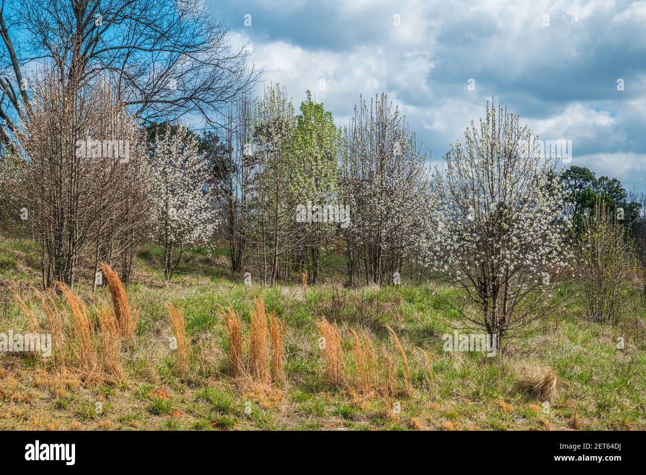 An open field of tall grasses and bright white flowering trees some with newly foliage in early spring on a sunny day with clouds Stock Photo