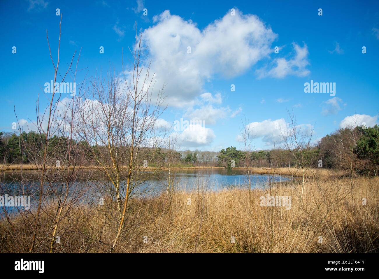 Dennen hi-res stock photography and images - Alamy