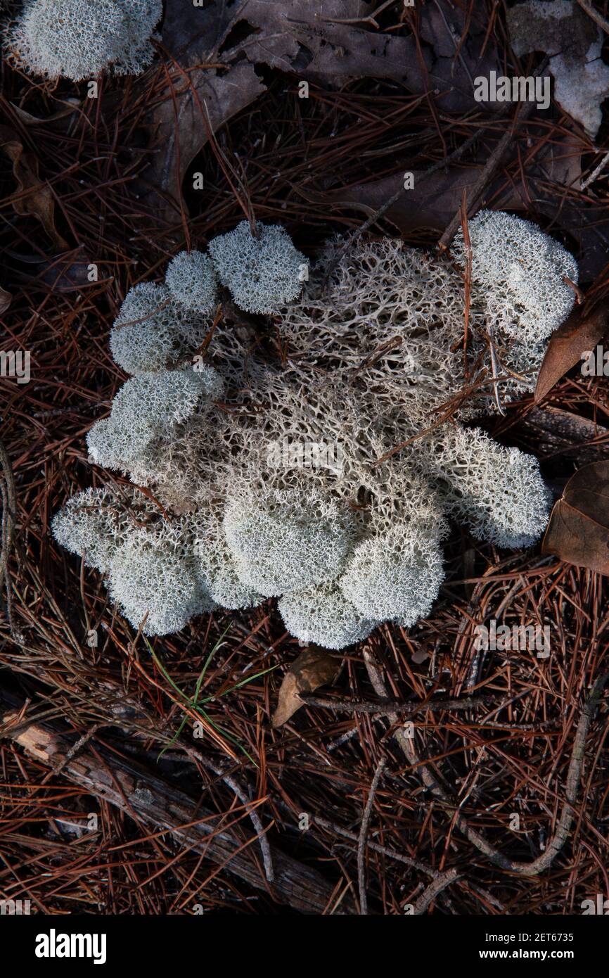 Reindeer lichen (Cladonia perforata), and Evan's Reindeer lichen (Cladonia evansii), Sandhill Lake region, Panhandle, FL, USA, by Carol Dembinsky/Demb Stock Photo