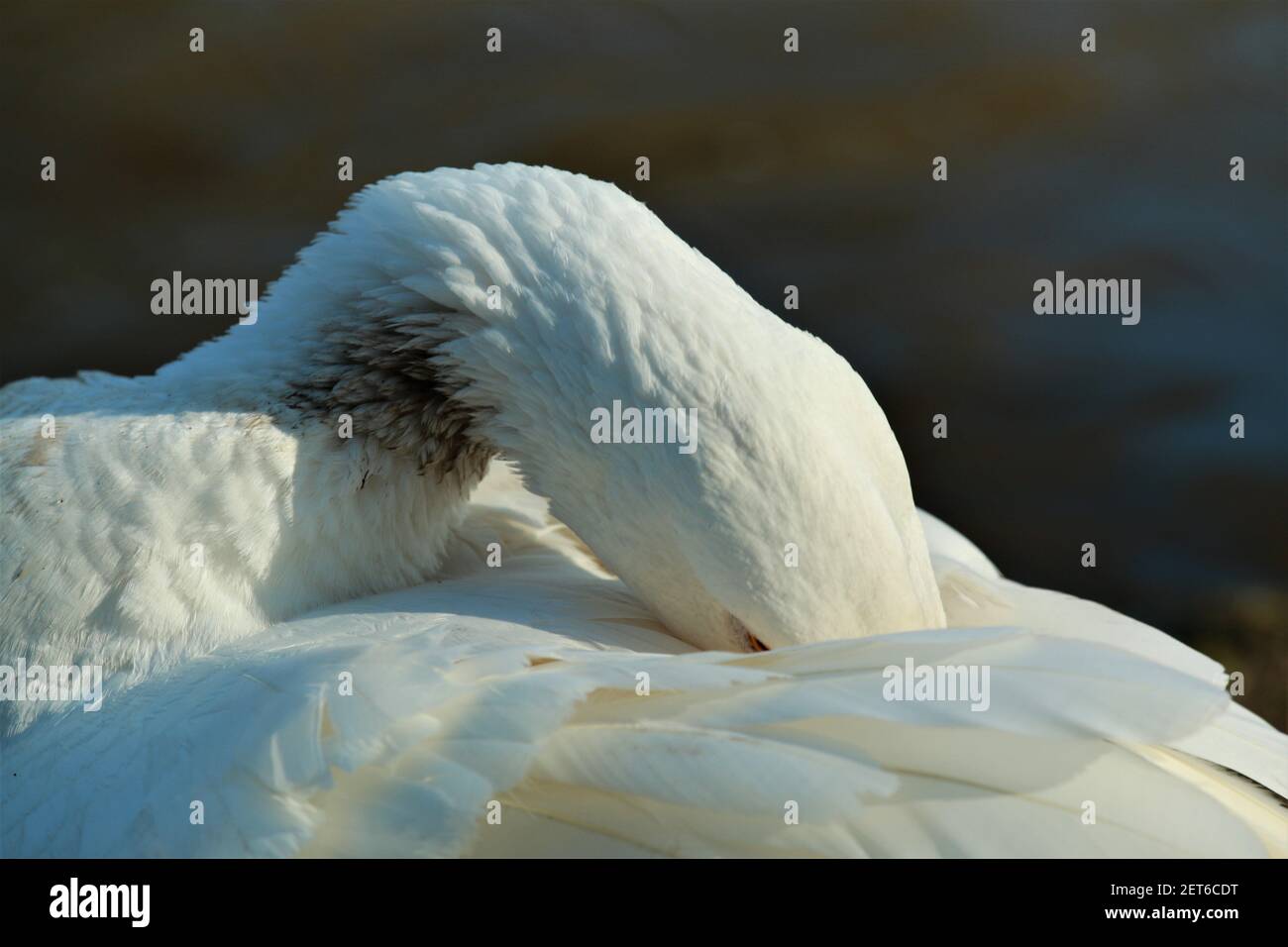 Close up of a white goose cleaning her plumage on the back Stock Photo