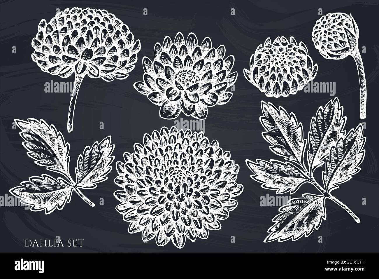 Vector set of hand drawn chalk dahlia Stock Vector Image & Art - Alamy