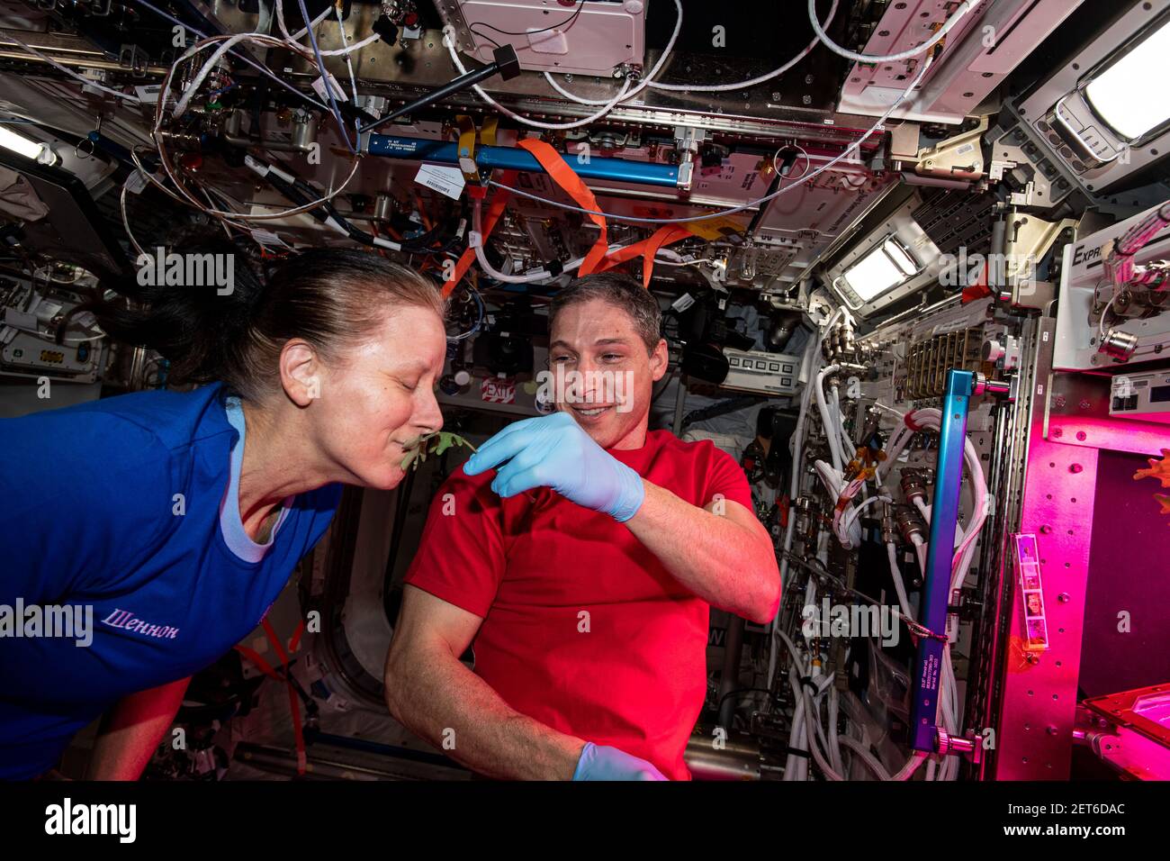 NASA Astronauts' Shannon Walker and Michael Hopkins examine leaf samples growing inside the European Columbus lab, ISS, January 28, 2021, by NASA/DPA Stock Photo