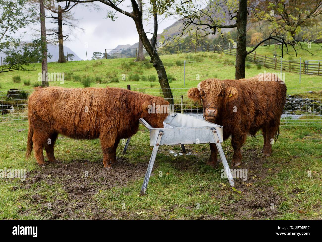 Highland cows in Buttermere Cumbria Stock Photo