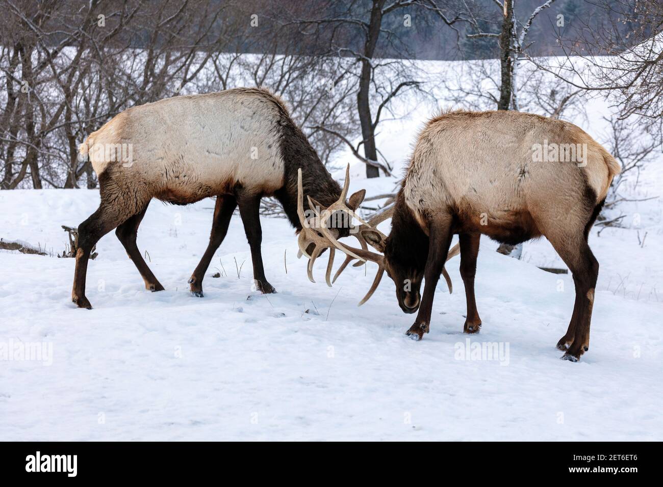 Wapiti, Bull Elk sparring, fighting behavior, (Cervus canadensis), Winter, N. Michigan, USA, by James D Coppinger/Dembinsky Photo Assoc Stock Photo