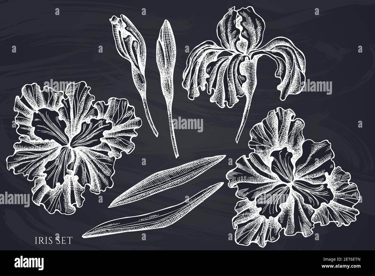 Vector set of hand drawn chalk iris Stock Vector