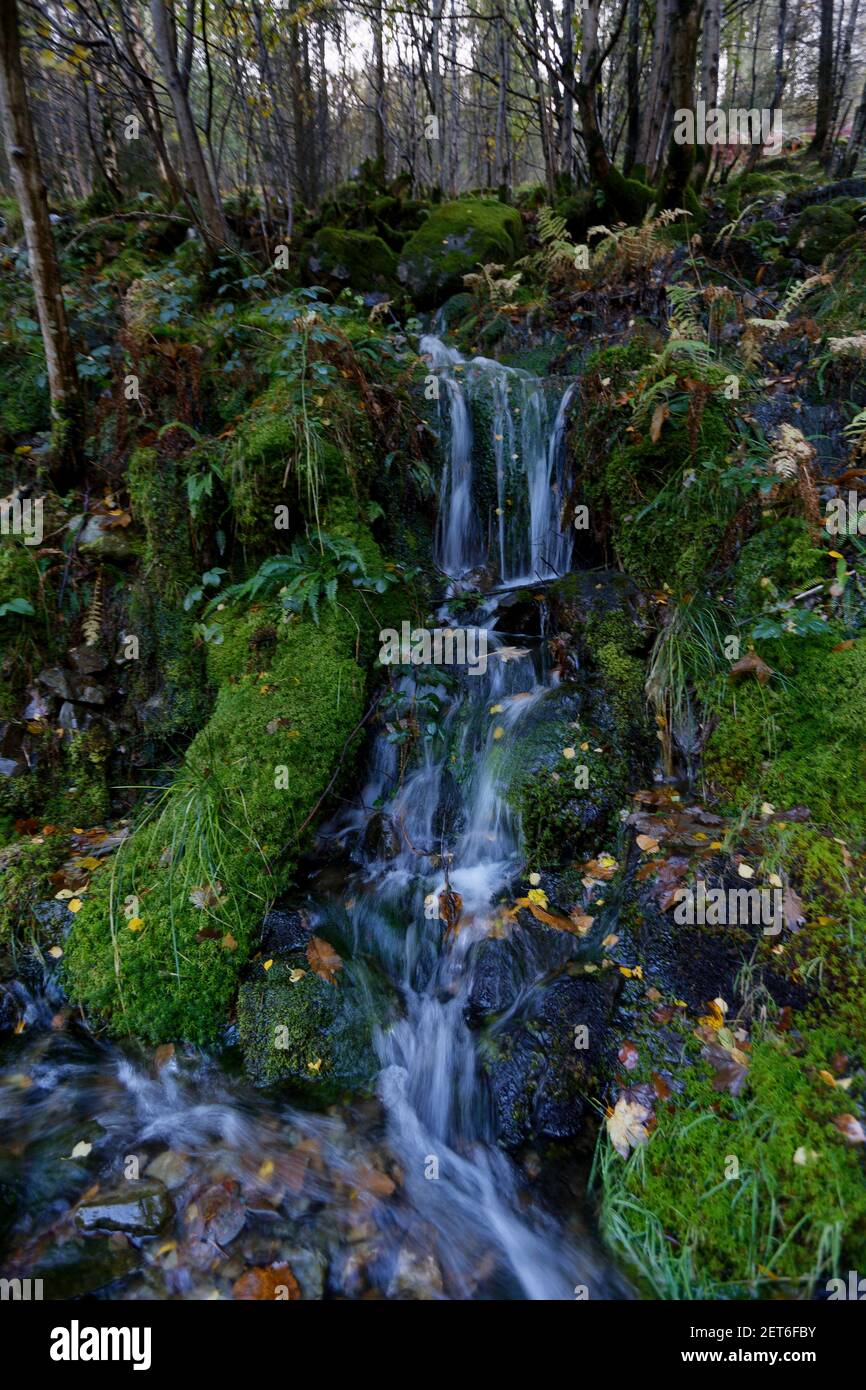 Cascading waterfalls coming down the forests of Lake Muttermere Cumbria Stock Photo
