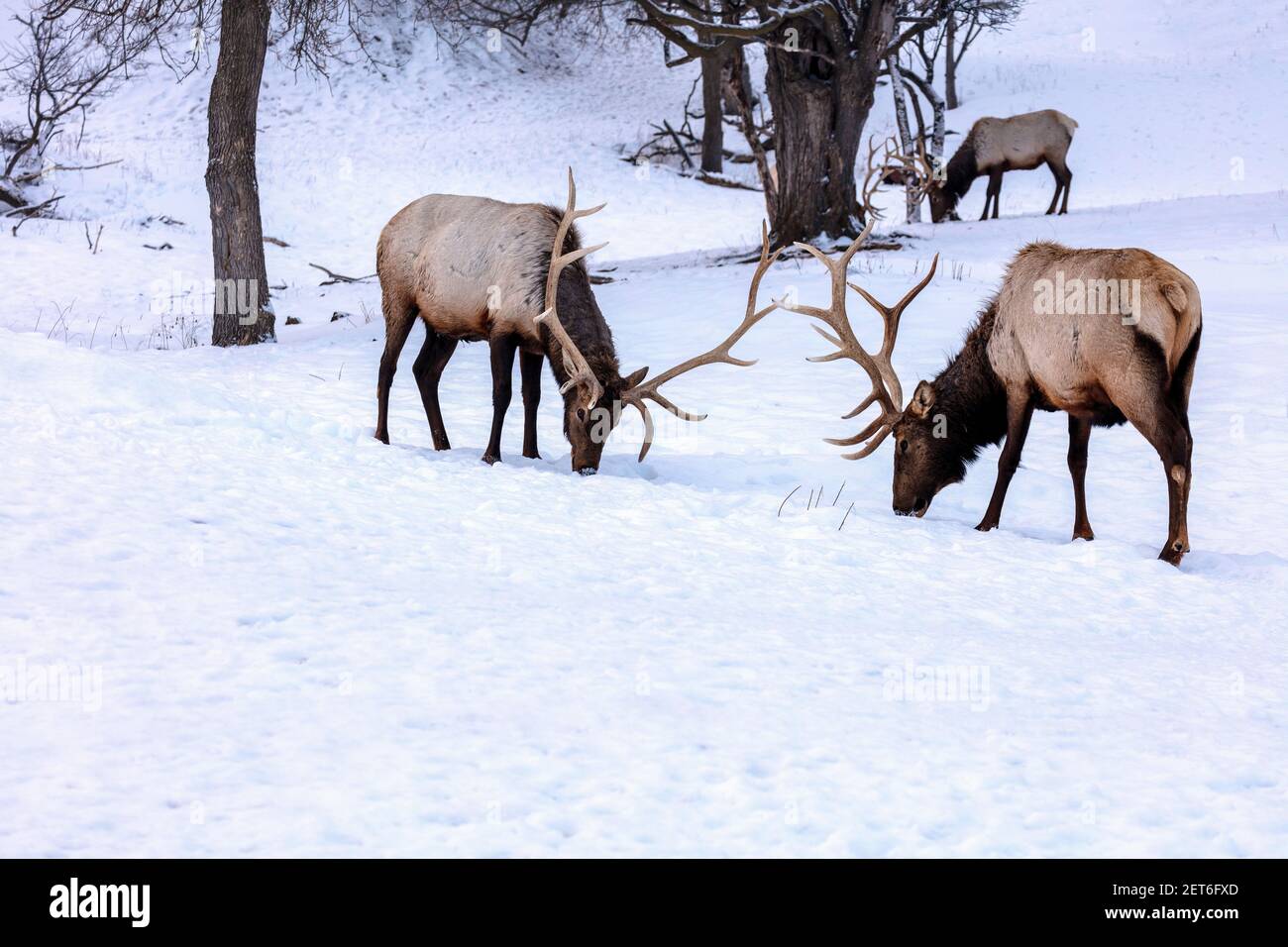 Wapiti, Bull Elk sparring, fighting behavior, (Cervus canadensis), Winter, N. Michigan, USA, by James D Coppinger/Dembinsky Photo Assoc Stock Photo