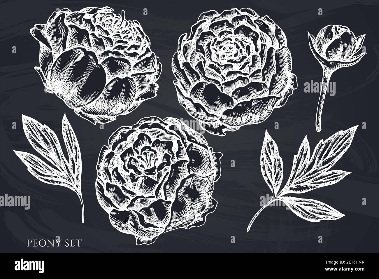 Vector set of hand drawn chalk peony Stock Vector Image & Art - Alamy