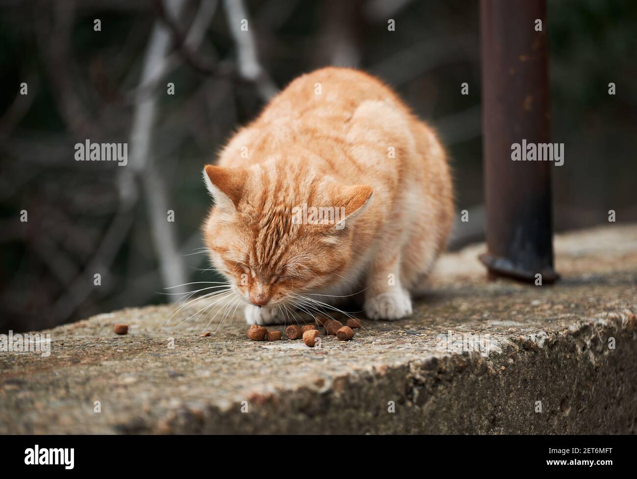 Striped street ginger cat eats dry food. Abandoned animal lives on street and looks for food. Alone red kitten. Stock Photo