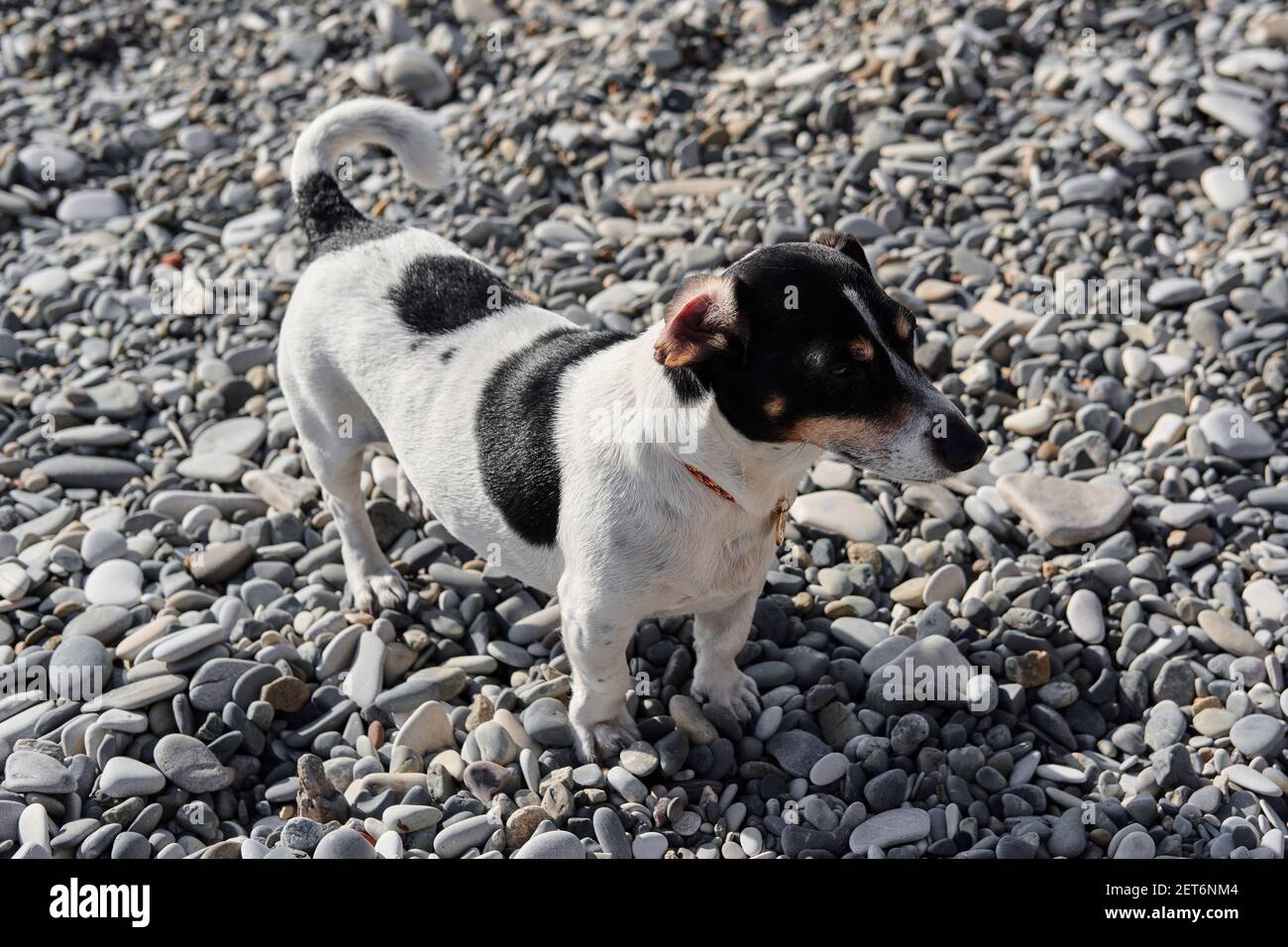 Smooth Haired Jack Russell Terrier On Walk Black And White Little English Hunting Breed Of Dog Walking On Pebble Beach And Breathing In Fresh Air Stock Photo Alamy