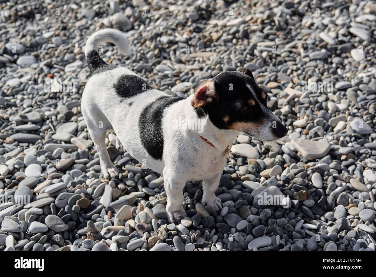 Smooth haired Jack Russell Terrier on walk. Black and white little