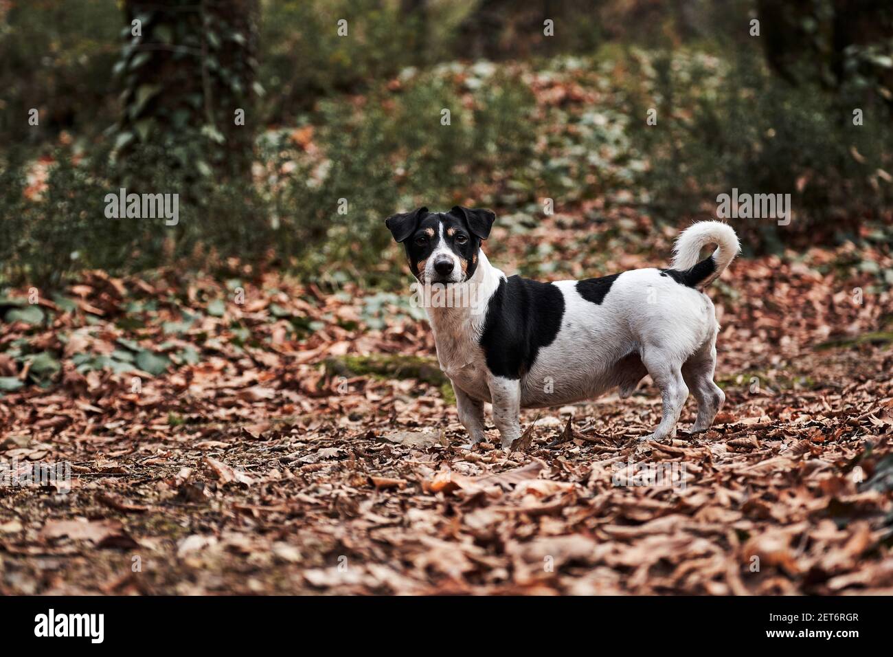 Charming Black And White Smooth Jack Russell Walks Through Autumn Forest And Poses Small English Hunting Dog Breed Smooth Haired Jack Russell Terrie Stock Photo Alamy