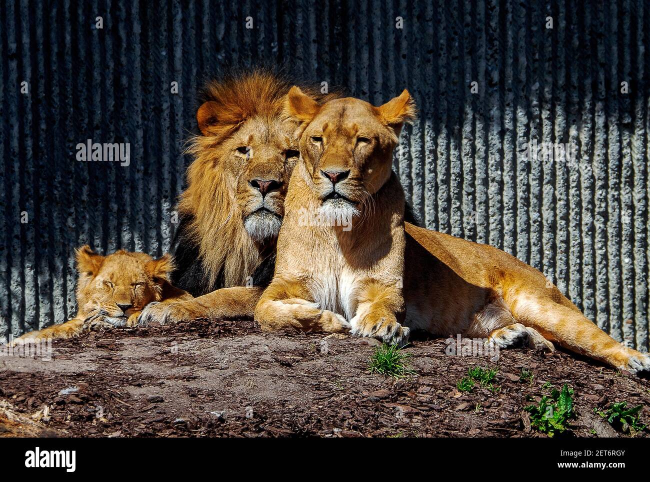 Male and female lion, love hi-res stock photography and images - Page 6 - Alamy Male and female lion, love hi-res stock photography and images - Page 6 - Alamy