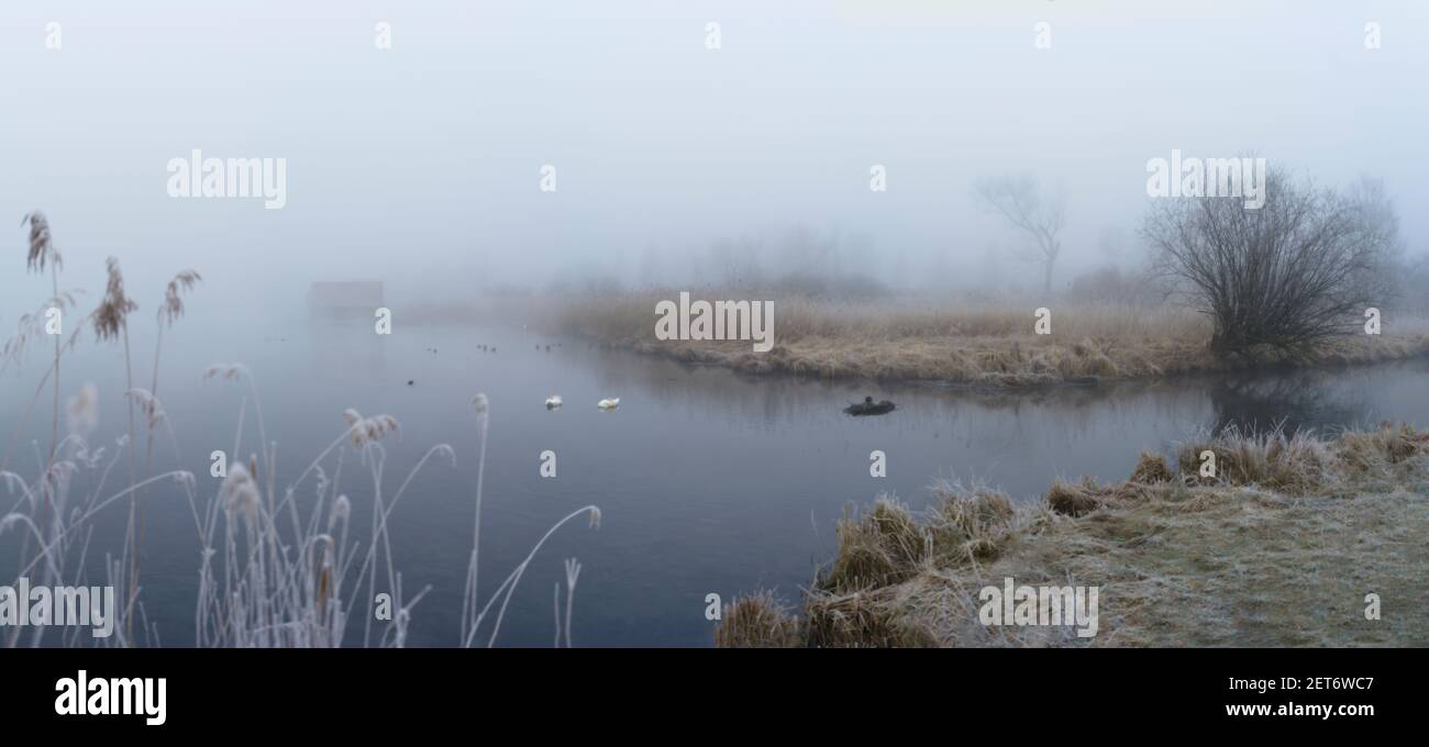 Swans in foggy lake.with wooden boathouse in background Stock Photo
