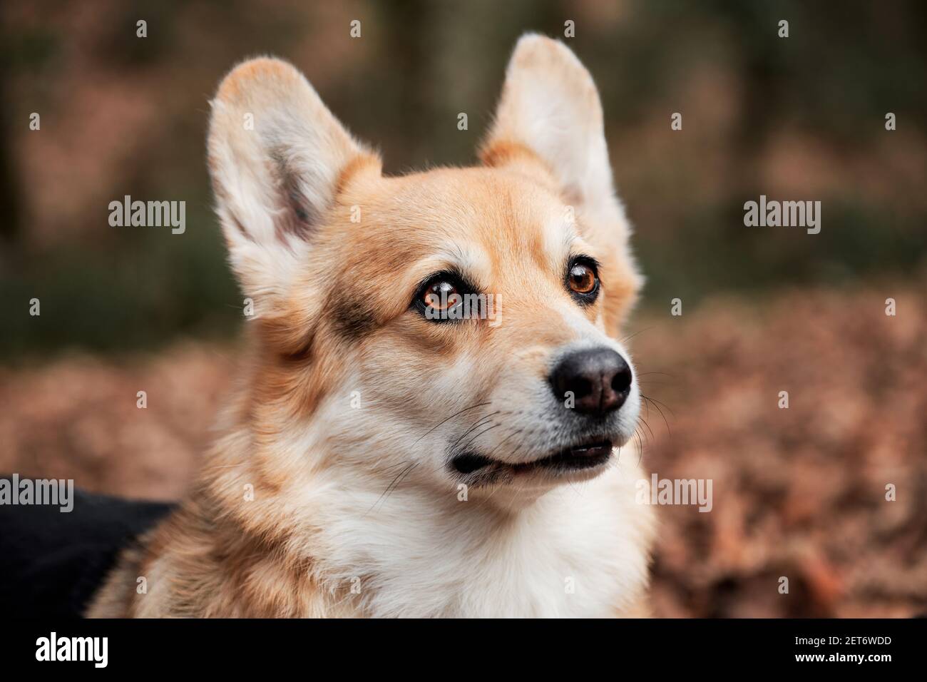 Best english corgi Discount