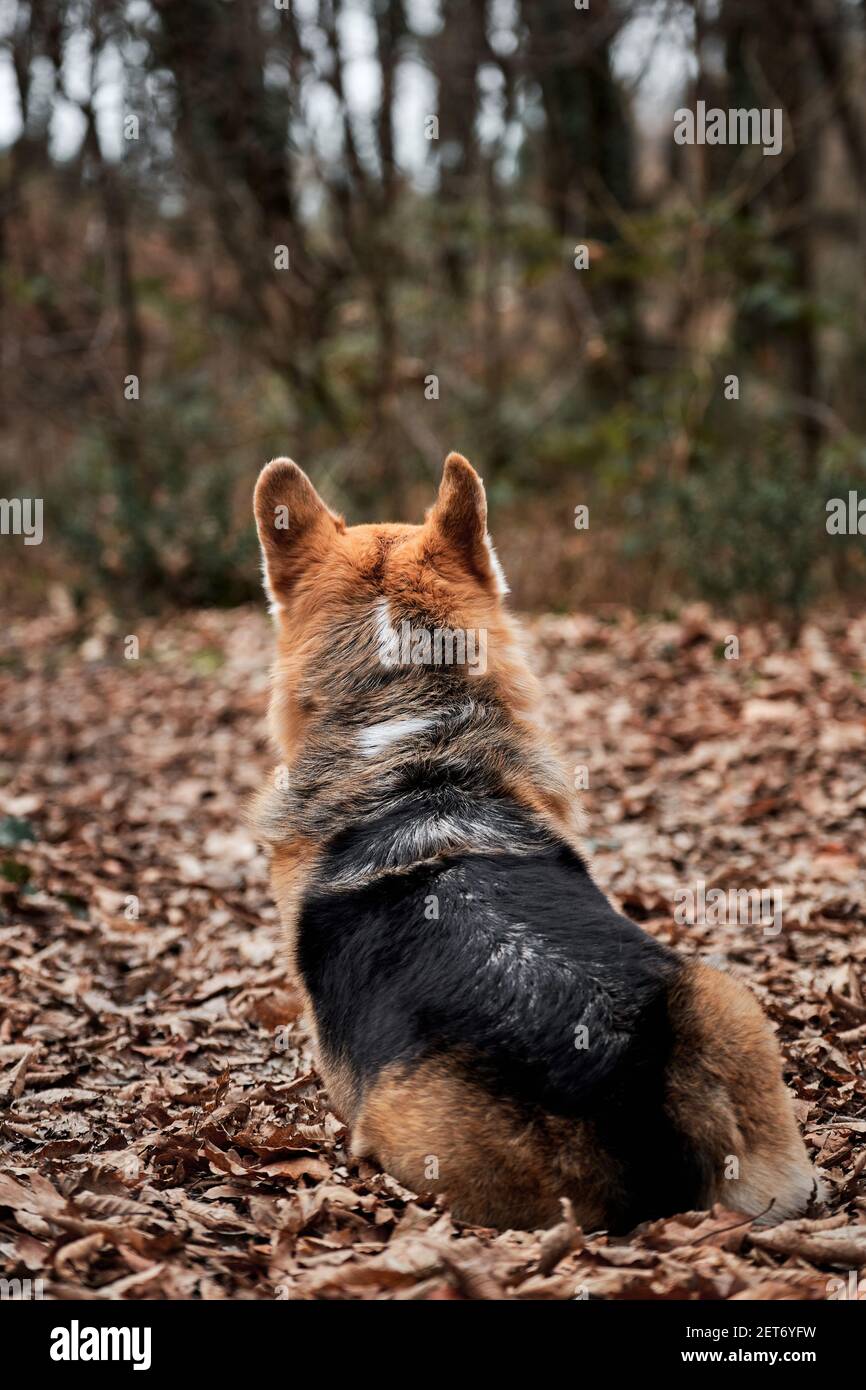 Chiot CORGI qui respire – peluche réaliste