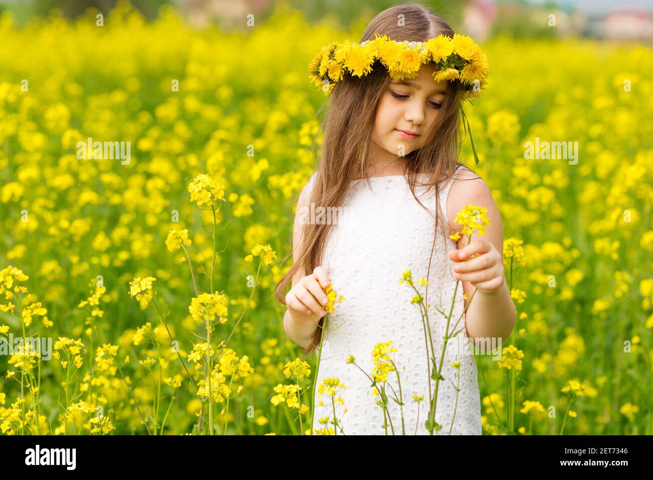 Field of yellow flowers hi-res stock photography and images - Alamy