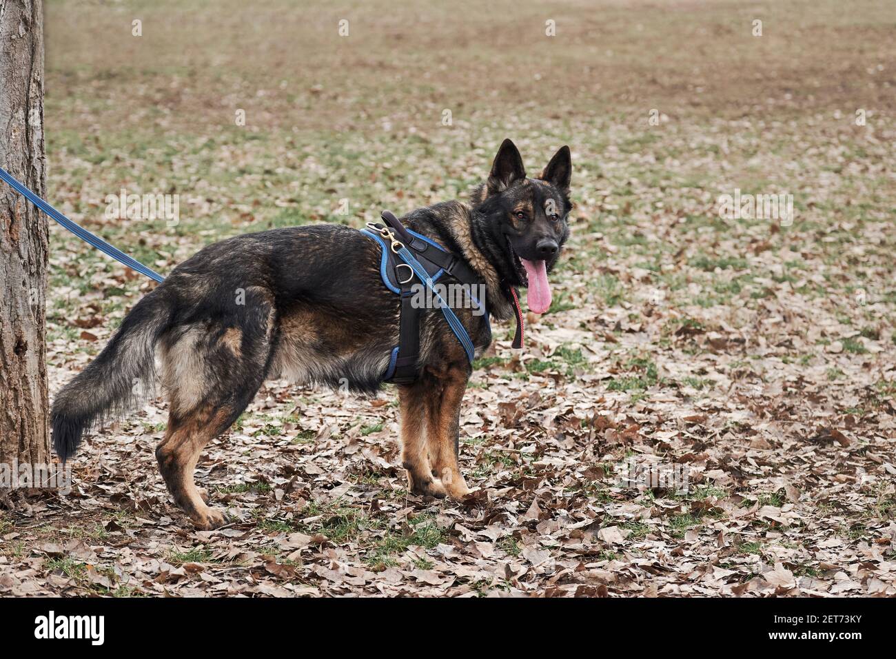 german shepherd with collar