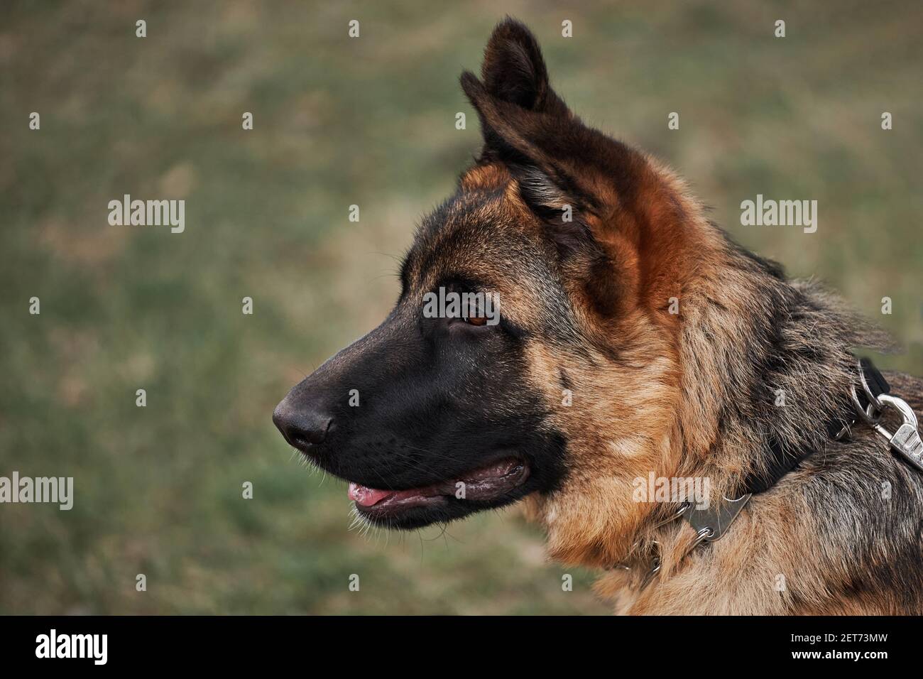 Show german store shepherd puppies