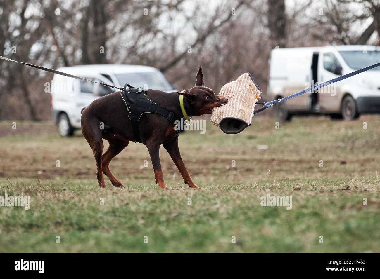 Doberman leash training hot sale