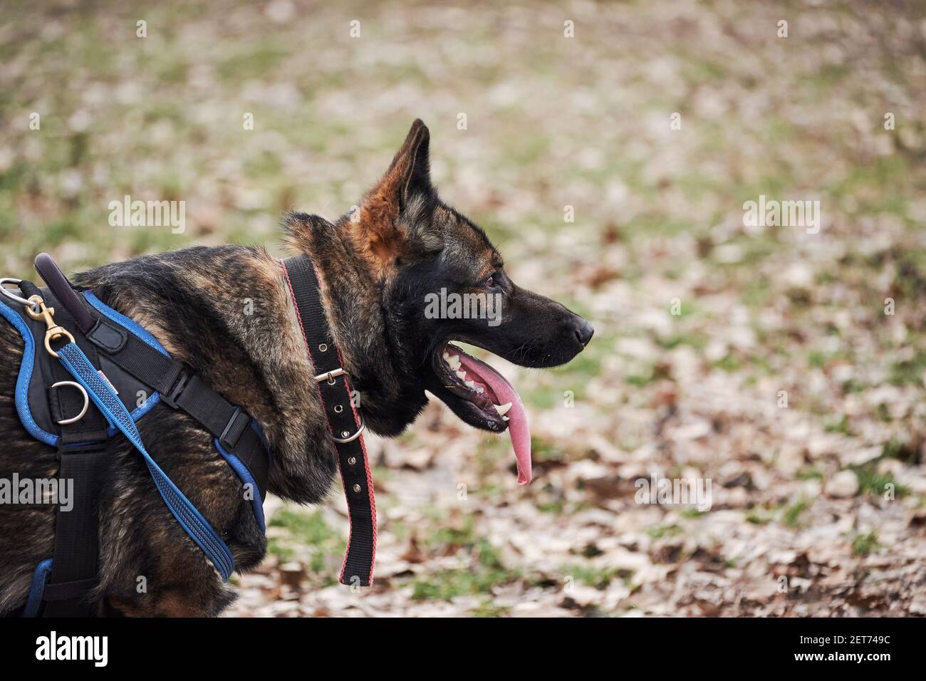 are male german shepherds protective