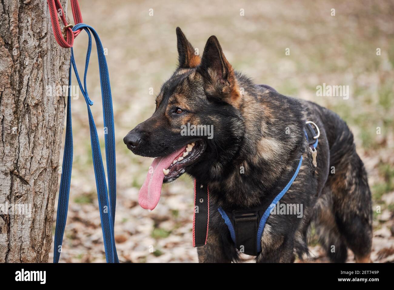 german shepherd spiked collar