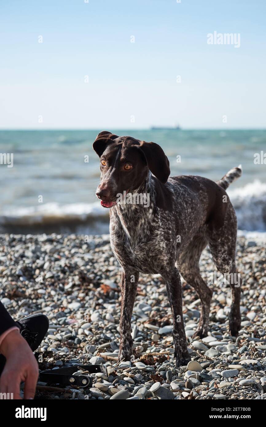 Dog is a short haired hunting dog breed with drooping ears. Walk in