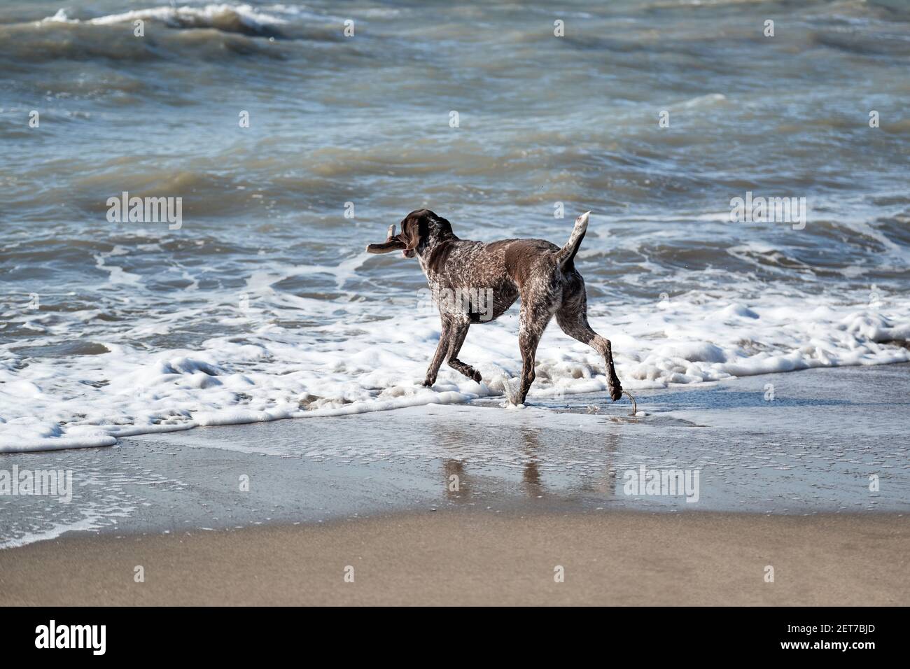 Dog is short haired hunting dog breed with drooping ears. Walk in fresh