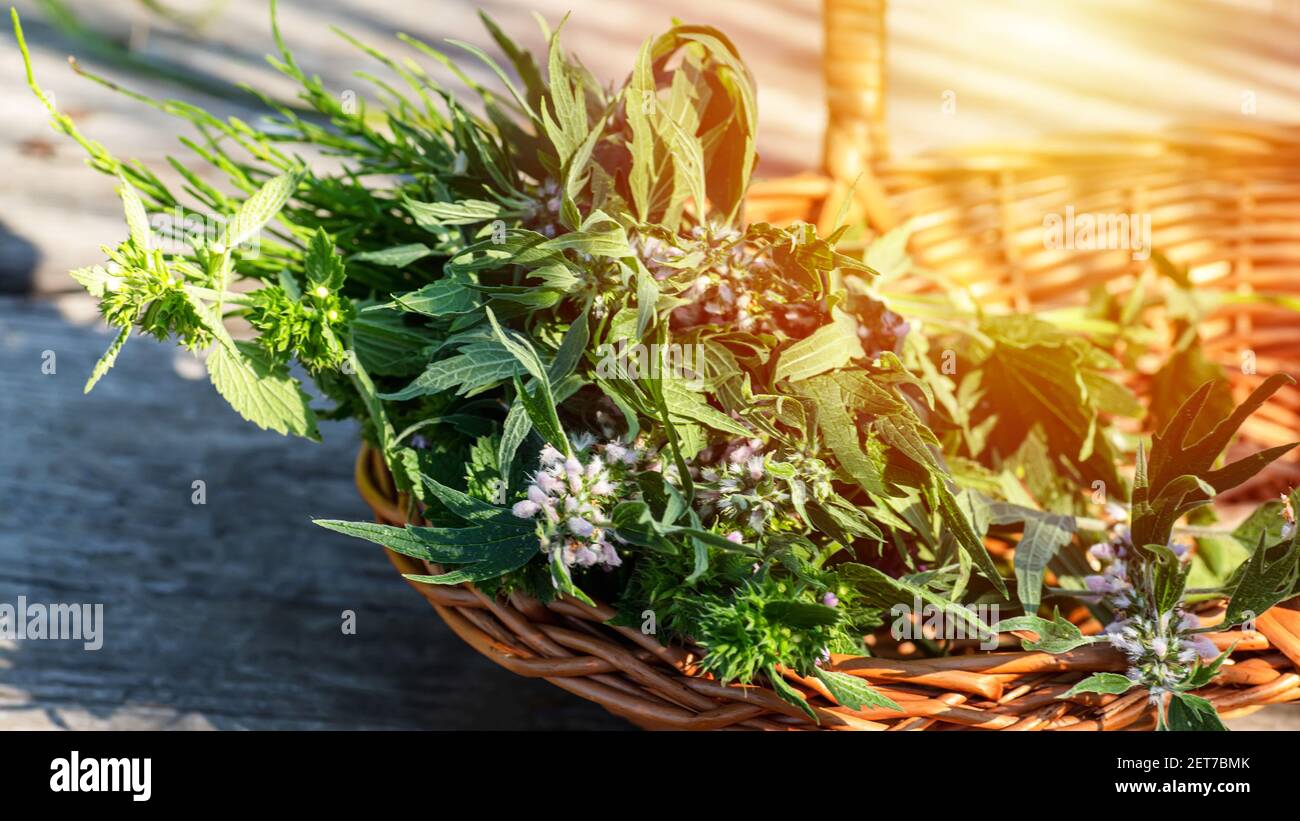 Leonurus cardiaca, motherwort, throw-wort, lion's ear, lion's tail medicinal plant in a wicker basket on a wooden table. Ingredient for cosmetology an Stock Photo