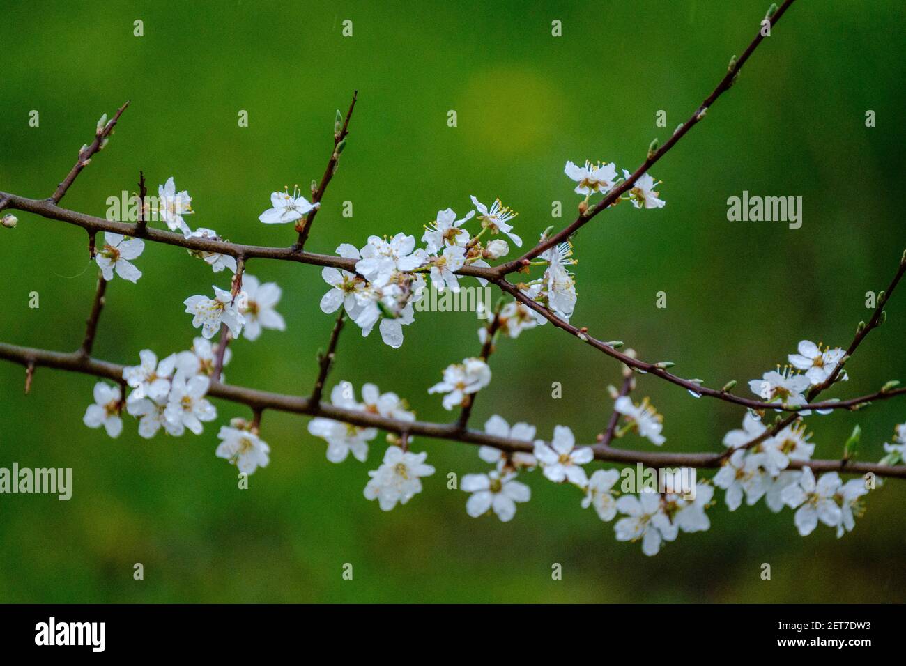 Texture Spring White small white spring flowers on green wet background surface texture with ...