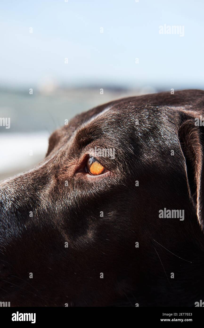 Portrait of brown smooth haired hunting dog close up. Bright amber eyes Kurzhaar looking into distance. Stock Photo