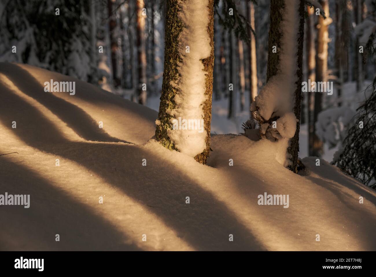 mystical winter forest with snow and sun rays coming through trees with ...
