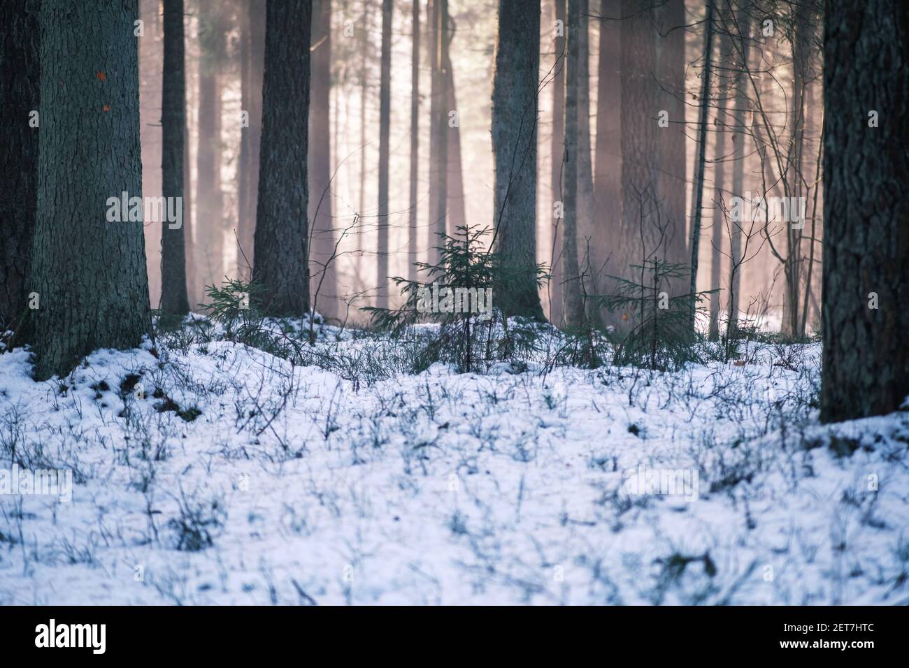 mystical winter forest with snow and sun rays coming through trees with ...