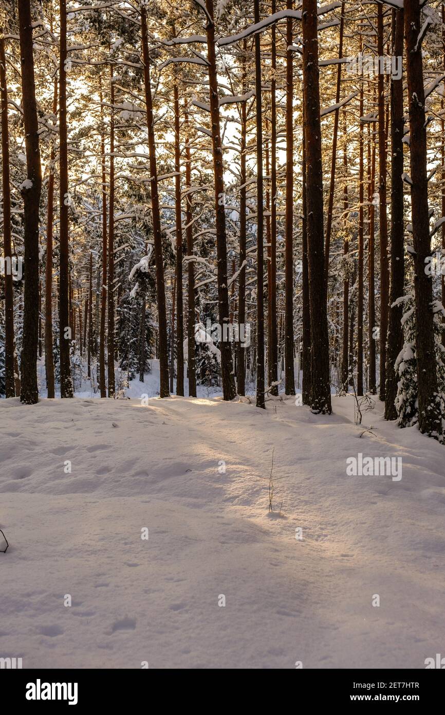 mystical winter forest with snow and sun rays coming through trees with ...