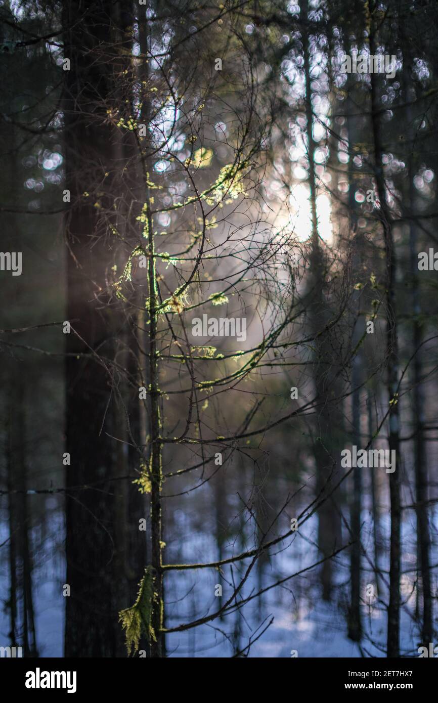mystical winter forest with snow and sun rays coming through trees with ...