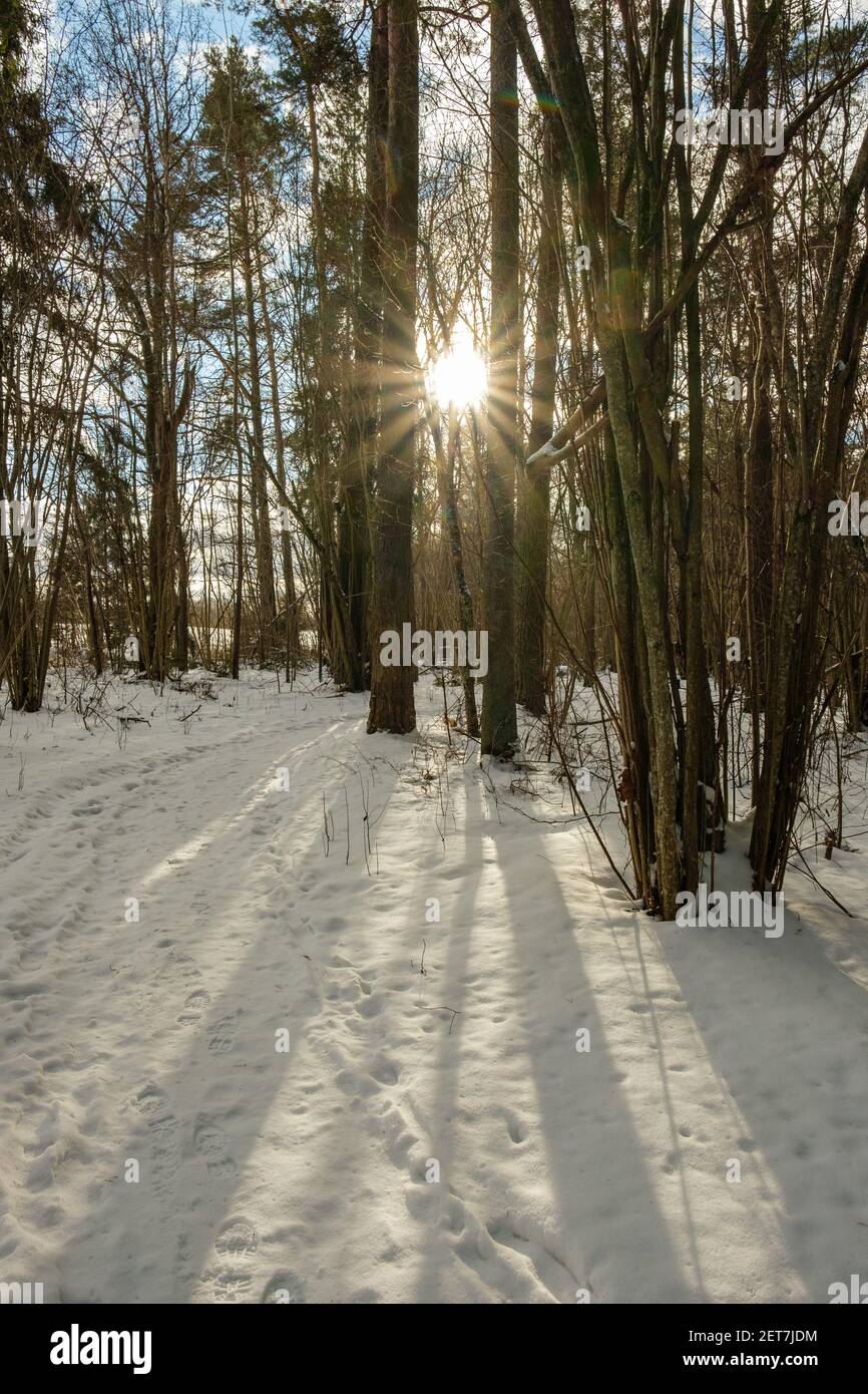mystical winter forest with snow and sun rays coming through trees with ...