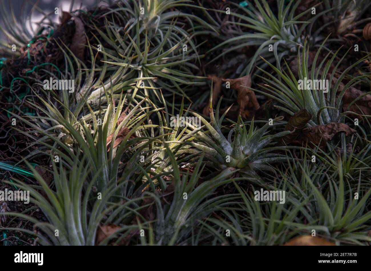 Beautiful gray green plants of Tillandsia or Air plant in the botanical garden. Flowering Plant, Selective focus. Stock Photo