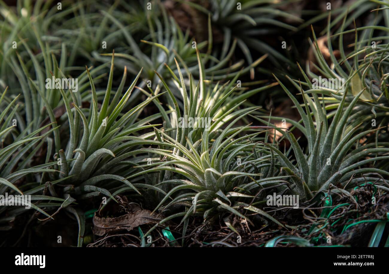 Beautiful gray green plants of Tillandsia or Air plant in the botanical garden. Flowering Plant, Selective focus. Stock Photo